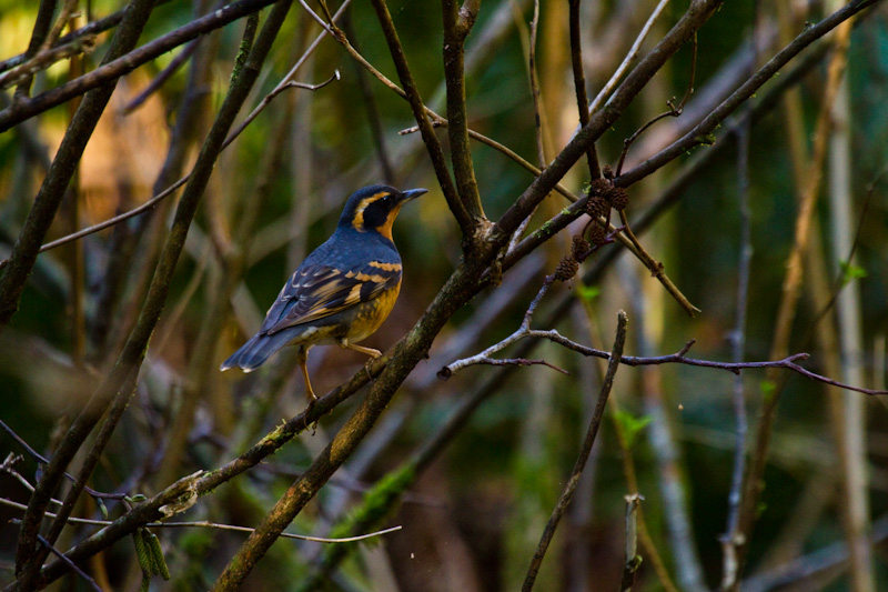 Varied Thrush